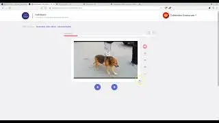 Neurology case videos - abnormal gaits - Veterinary Learning Content