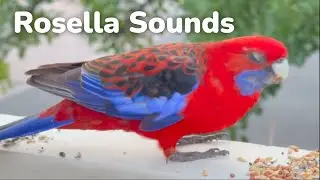 オーストラリアのオウムの鳴き声 &ndash; 野生のロゼラ
