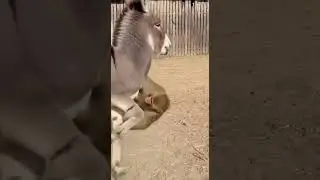 Donkey vs Monkey Fight 😂🐵🫏 | Funniest Animal Battle Ever!