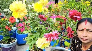 ଡାଲିଆ ଫୁଲଗଛ ରେ ଏହି ପରି ଖତ ଦେଲେ ଦ୍ୱିତୀୟ ବାରେ ଫୁଲ ଆସିଥାଏ ||