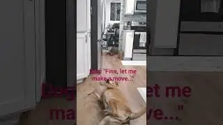 The Cat is annoyed by the Dog. #petjokes #catvsdog  #nemesis #funnypets #annoying