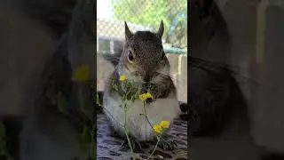 Gretchen The Eastern Grey Squirrel