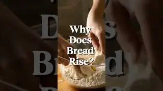 Why Does Bread Rise? It&rsquo;s Alive &mdash; Literally!