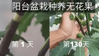 阳台盆栽种养无花果 !高枝压条法 -从小苗到收获，完整指南!