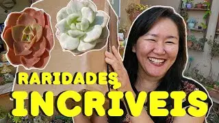 RARIDADES INCRÍVEIS NESSA CAIXA ESTUPENDA DA SUCCULENTS BRASIL