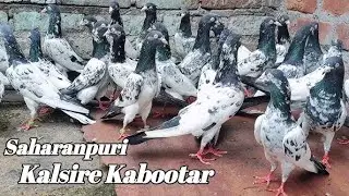 1000 per only sharanpuri kalsire kabutar 9358137025