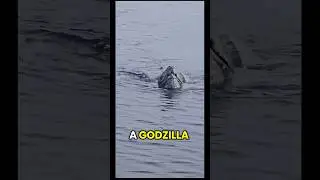 Эта черепаха была огромной.