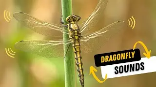 Dragonfly sounds | Wing-Flapping Sound Effects!
