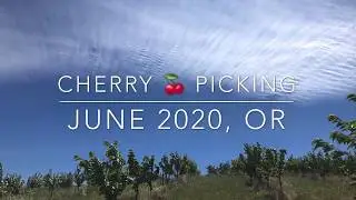 Cherry 🍒 Picking Mosier Oregon June 2020