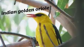 indian golden oriole sound