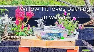 何回浴びれば気が済むの？　水浴びが好きすぎるコガラ　Willow Tit  loves bathing in water