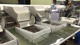 Greenhead Video 2