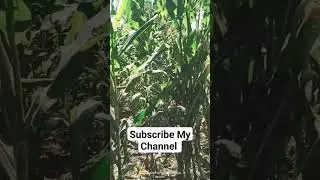 CornLover CornPlant  Corn is a healthy grain and source of fiber, vitamins minerals etc #shortvideo