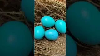മൈന മുട്ടകൾ കിട്ടിയപ്പോൾ | Myna egg