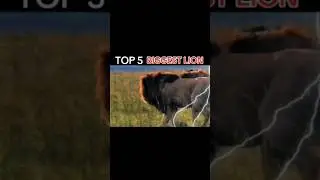 Top 5 biggest lions in the world 👑🦁 #famous #lions #world #scarface #makhulu #trending #shorts