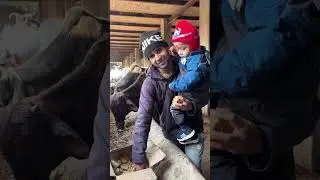 Mere Raghuwar tu hi sahara ha #hillslover #fypシ #cutebaby #shortsfeed #shortvideos #cow #cowvideos
