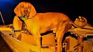 Eagle flying from the boat and treeing a coon!#coonhunting #redbonecoonhound