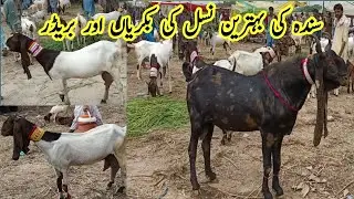 Sindhi Goat breeds