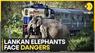 Sri Lanka: Two Elephants Killed In Train Collision | World News | WION
