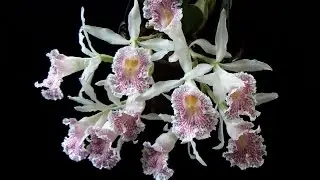 Trichopilia suavis (Трихопилия суавис)...