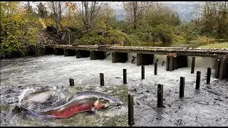 Thousands of big fish trapped in the men made dam.