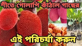 ডিসেম্বর মাসে কাঁঠাল গাছের পরিচর্যা। শীতে কাঁঠাল গাছের যেভাবে পরিচর্যা করবেন 