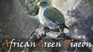 African Green Pigeon (Treron calvus) Bird Call Video, Nthandanyathi Hide | Stories Of The Kruger
