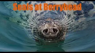 Seals and dolphins at Berry head in Devon