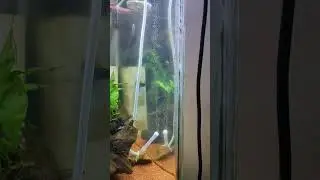 #Planted Tank #DIY CO2 diffuser producing micro bubbles. Easy and micro bubble DIY CO2 diffuser
