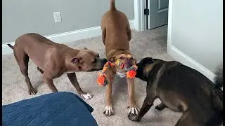 Three Way Tug O War: The sounds of predators
