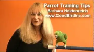 Parrot Training Tips - Nail Trimming