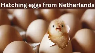 Sri Lanka to import 176,000 hatching eggs from Netherlands