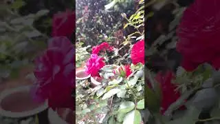 Canadian Shield roses