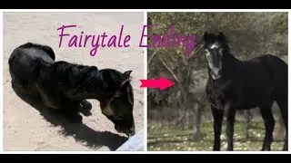 Fairytale Ending