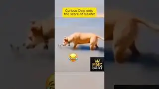 THIS DOG GOT THE SCARE OF ITS LIFE #DogFails #StartledDog #ComedyShorts #shorts
