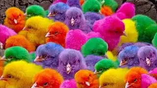 Cute Chicken, colorful chicken, rainbow chicken, cute rabbit, cute duck, koi fish, Cute Animals