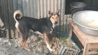 Hungry Dog Eating at dustbin