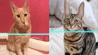 Cat Reaction to Time Warp Scan - Funny Cat Time Warp Scan Reaction