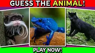 Guess the Amazon Rainforest Animal Quiz