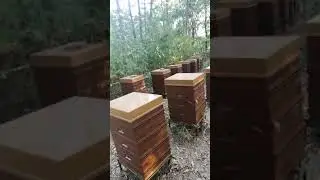 18.08.19 Направа на последни отводки и зазимяване на семействата.