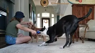 afternoon dog walk and play