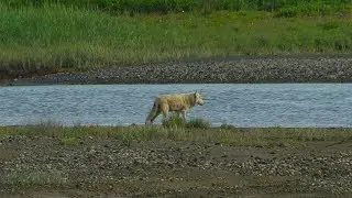 Katmai Coast, Alaska, June 2017