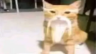 Top 5 Asian