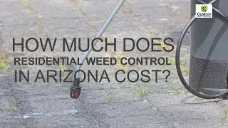 How Much Does Residential Weed Control in Arizona Cost