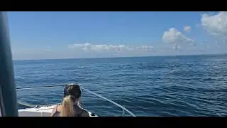 Dolphin pod plays in front of us