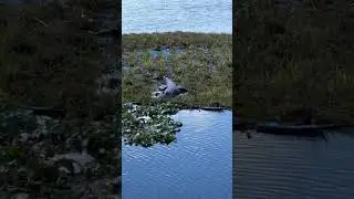 Alligators in Titusville, Florida.  #sailing #travel #sailboat #liveaboard #wildlife