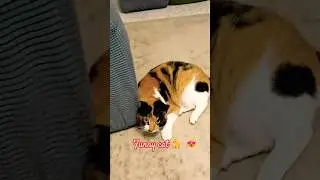 funny cat reaction 🥰🐱🐈#shorts #cat #funnypet #catvideos#cute#shortfeed