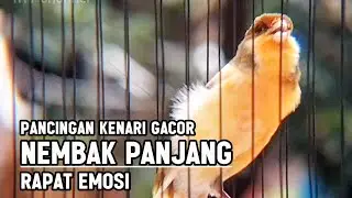 KENARI GACOR PANJANG Rol Rapat EMOSI Cuit cuit Ngerol, Pancingan kenari paud belajar bunyi
