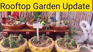 Rooftop Garden Update|Rooftop Garden |Succulent Garden!