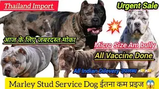 Marley फाडू क्वालिटी American bully || Stud Service Male ईतना कम प्रइज में || Thailand Import Breed